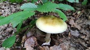 Ciuperca de camp, agaricus arvensis, ciuperca comestibila. CiupercÄ De Camp Adakindergarten Ro De 20 De Ani Pretuieste Femei Ca Tine Ciuperci De Camp