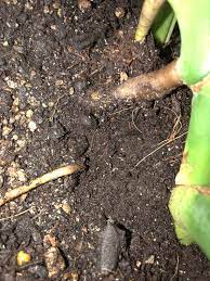 Soil mites can be unpleasant visitors when they get into indoor and outdoor potted plants. Does Anybody Know What These Tiny White Bugs In My Soil Are Houseplants