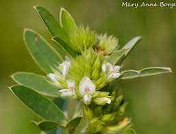 Check spelling or type a new query. Round Headed Bush Clover The Natural Web