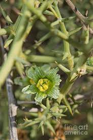 Image result for Acanthosicyos