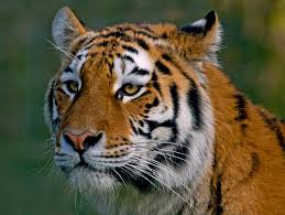 As of january 2020, the international union for conservation of nature (iucn) lists 203 critically endangered mammalian species, including 31 which are tagged as possibly extinct.1 3.5% of all evaluated mammalian species are listed as critically endangered. 10 Of The Most Famous Endangered Species Britannica