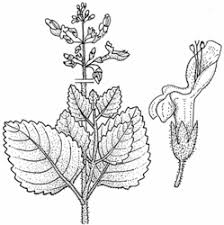 Image result for Plectranthus mandalensis