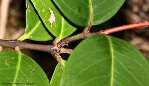Image result for Acokanthera oblongifolia