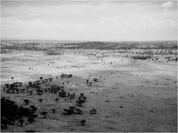 Image result for Swertia usambarensis