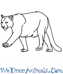 How to draw a lion (roaring) | step by step. How To Draw A Realistic Mountain Lion