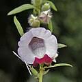 Image result for Sesamum parviflorum