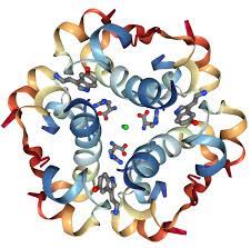People with diabetes produce either insufficient or ineffective insulin and often require shots of insulin to resume. Insulin Protein Overview Sequence Structure Function And Protein Interaction Sino Biological
