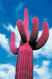 In the desert has photographs and information on most of the cactus that you'll find in the desert, and even some rare specimens. Pin By Sharon Minogue On Papeis De Parede Cactus Flower Cactus Cactus Plants