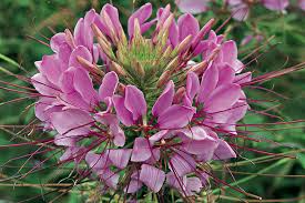 Cleome is a genus of flowering plants in the family cleomaceae, commonly known as spider flowers, spider plants, spider weeds, or bee plants. Cleome Spinosa Sparkler Lavender Muller Seeds