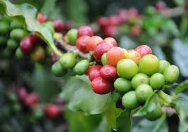Only three, however, are common houseplants: Growing Coffee Plant Indoors Coffea Arabica Is A Beautiful Houseplant