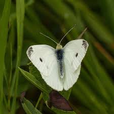 Black And White Spotted Moth Meaning Cabbage White Butterfly White Butterfly Butterfly Photo