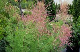 Image result for Tamarix pentandra