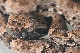 Bothrops Atrox Serpente Ferro Di Lancia Serpente Animali Selvaggi Lance