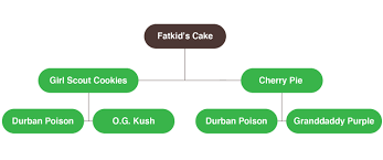 The exact indica/sativa ratio and the breeders of this kush remain unknown . Fatkid S Cake Cannabis Seeds Amsterdam Genetics