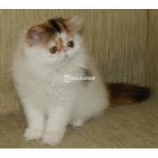 Tak heran jika harga kucing persia dibanderol dengan. Kucing Persia Peaknose Calico Harga Murah Gemuk Vaksin Lengkap Lincah Di Semarang Tribunjualbeli Com