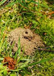 The sweetness of the sugar draws the ants to this mixture, but the toxicity of the borax is the killer ingredient. 5 Ways To Kill Ants In Your Lawn Ant Home Remedies Antworks Pest Control