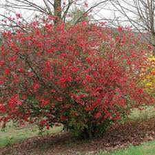 Plant in full sun for best results. Red Flowering Quince Plantingtree
