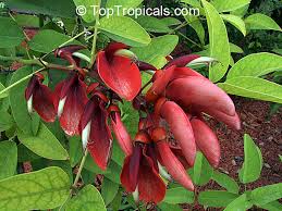 Image result for Erythrina crista-galli