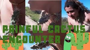 Free cat walking stock video footage licensed under creative commons, open source, and more! Falling Into A Cactus Fail Youtube