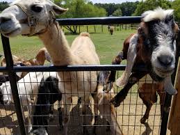 Maybe you would like to learn more about one of these? Two By Two Petting Zoo Monroe 2021 All You Need To Know Before You Go Tours Tickets With Photos Tripadvisor