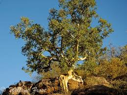 Image result for Ficus abutilifolia