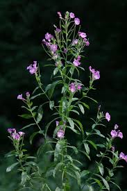 Image result for Epilobium hirsutum