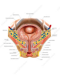 Image result for Bladder Anatomy
