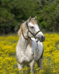 Obituary for Claude "Bill Baby" Spinks