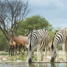Etosha national park is a national park in northwestern namibia. Etosha National Park Namibia Holidays Safaris