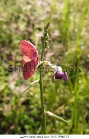 Image result for Macroptilium atropurpureum