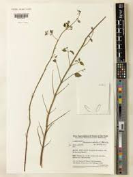 Image result for Mesosphaerum pectinatum