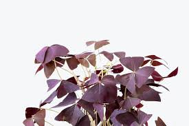 Image result for Oxalis obliquifolia