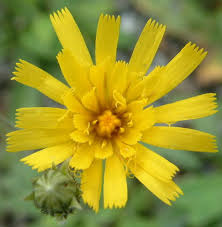 Image result for Eriosema robinsonii