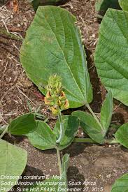 Image result for Eriosema