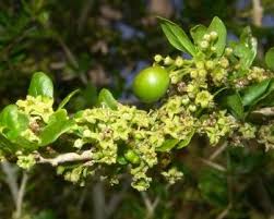 Image result for Canthium inerme