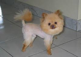 See more ideas about maltese, maltese dogs, maltese puppy. 23 Hilariously Awful Dog Haircuts