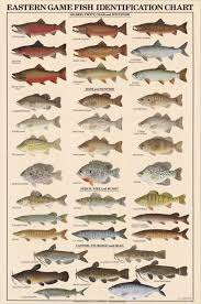 29 Best Fishes Images In 2019 Fish Fish Chart Fish Art