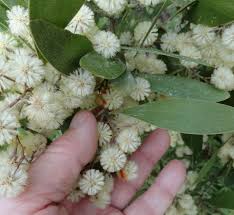 Image result for Acacia haematoxylon