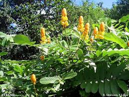 Image result for Senna alata