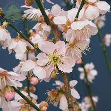 Mericrest nectarine tree a top choice for northern growers zone: Prunus Mume Omoi No Mama Buy Japanese Flowering Apricot Trees