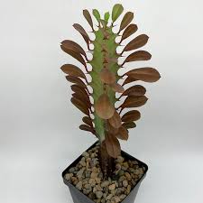 Image result for Euphorbia citrina
