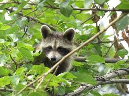 They are putting it in the water because their hands are very sensitive and the water helps them to better. Do Raccoons Wash Their Food Before Eating 16 Things You Think You Know About Raccoons Pennlive Com