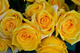 A bouquet of roses and daffodils is decorated with needles. Yellow Roses Flowers Floral Nature Rose Plant Love Peace Piqsels