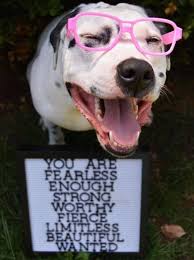 As a pit bull owner, you should be aware of your dog's temperament. We Rate Dogs This Is Ace He Is A Dalmatian Pitbull Mix Facebook