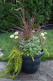 Flowers in pots full sun. Full Sun Container Garden Mix The Honeycomb Home