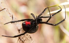 Employs technicians who are serious about controlling pest situations. Are There Poisonous Spiders In Westchester