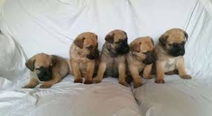 We did not find results for: Litter Of 8 Cane Corso German Shepherd Dog Mix Puppies For Sale In Redford Mi Adn 64065 On Puppyfinder Com Gend Shepherd Dog Mix Puppies For Sale Mix Puppies