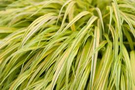 Image result for Microchloa afra