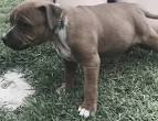 Staffie puppies for sale South Africa - May 2020