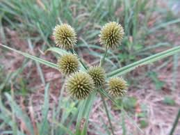 Image result for Cyperus latifolius